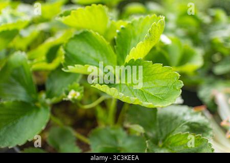 Strawberry Leaves with Green Texture Stock Photo