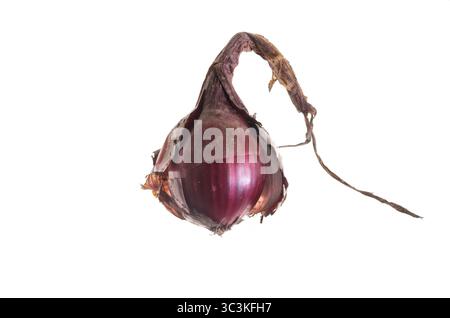 Red Onion. Side view of an organic red onion of Tropea (Allium cepa) bulb with the bulb skin partially removed; white background Stock Photo