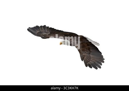 american bald eagle in flight isolated on white background Stock Photo