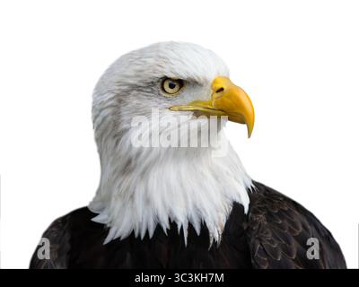portrait american bald eagle isolated on white background Stock Photo