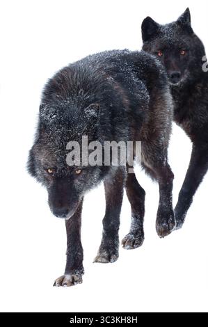 canadian black wolfs during snowfall isolated on white background Stock Photo