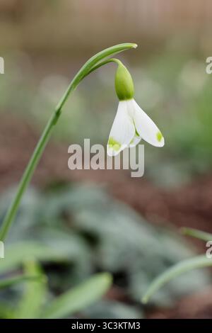 Galanthus plicatus Trymlet snowdrop flower with striking green markings on outer petals in March. UK Stock Photo