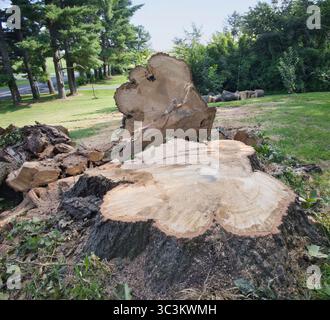 Sawed off oak tree stump. Stock Photo