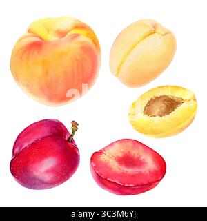 Plum fruits set. Watercolor hand drawn illustration, isolated on white ...