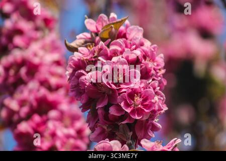 Apple blossoms are beautiful in April. Stock Photo