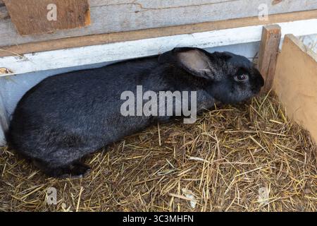 A black rabbit lies on straw in a wooden box on a farm. Stock Photo