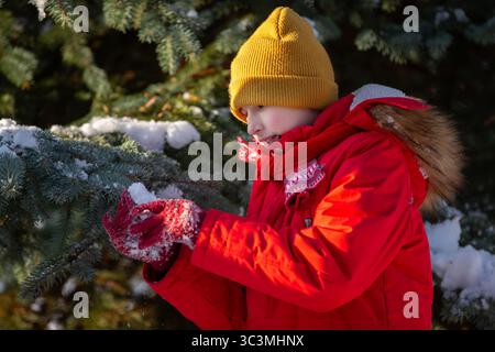 A boy in winter clothes touches the snow on the branches of a spruce tree. Stock Photo
