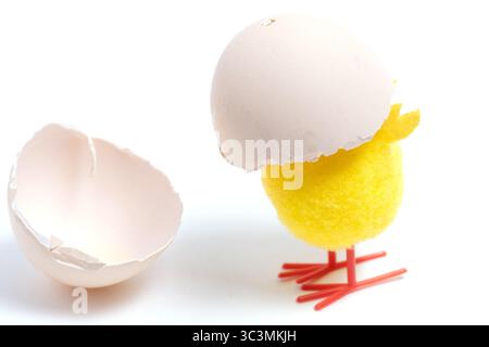 Chicken and eggshell isolated on white background. Easter holiday concept Stock Photo