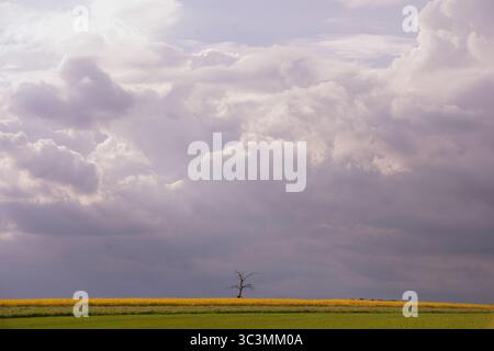 A tranquil scene of a lone tree standing amid vibrant crop fields under a dramatic cloudy sky. The magical light evokes a sense of calm and serenity a Stock Photo