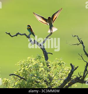 Two European bee eaters are captured in stunning detail, perched on a branch against a vibrant green background. The light highlights their colorful p Stock Photo