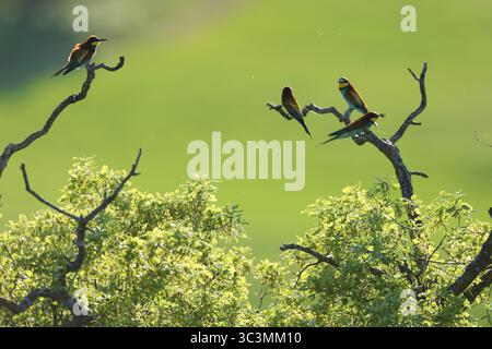 A group of European bee eaters perched gracefully on tree branches against a vibrant green backdrop. These colorful birds are known for their striking Stock Photo