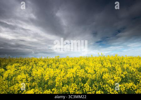 A vibrant, expansive canola field in full bloom stretches under dramatic, moody skies. The intense contrast between the golden flowers and dark clouds Stock Photo