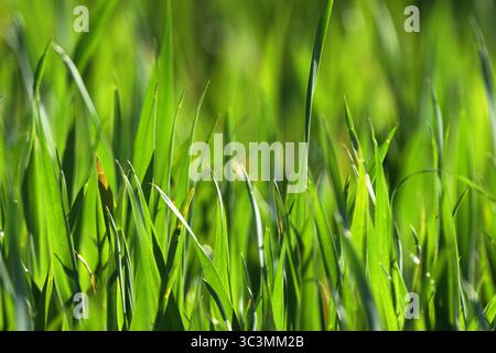 An artistic close-up photograph captures vibrant green blades of grass bathed in sunlight, highlighting their natural beauty and detailed textures, pe Stock Photo