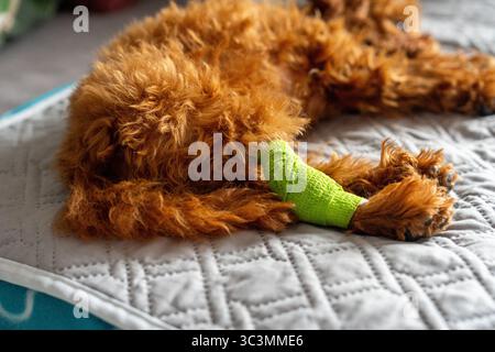 A fluffy dog is resting on a quilted blanket with a green bandage on its injured paw, highlighting pet care and recovery. The image portrays comfort a Stock Photo