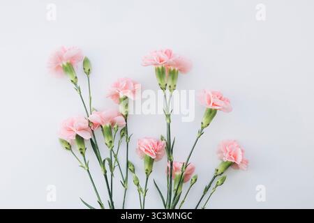 A delicate bouquet of soft pink carnations elegantly arranged against a clean white background. The petals exhibit gentle ruffles, creating a serene a Stock Photo