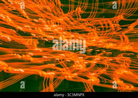 Vivid long exposure photograph capturing swirling orange light trails creating a dynamic and mysterious Halloween themed scene, evocative of movement Stock Photo