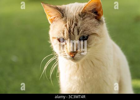 Close up of a curious kitten in a green garden, showing hunger in its eyes as it explores and searches for food. Its fur shines in the sunlight and it Stock Photo