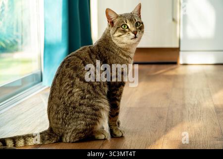 A cute kitten sits on the kitchen floor, gazing upward with hopeful eyes, clearly anticipating its next meal. Sunlight streams through a nearby window Stock Photo
