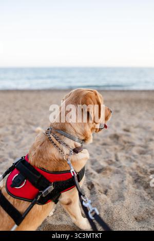 A guide dog wearing a red harness stands vigilantly on a sandy beach, gazing at the serene ocean. The dog’s leash is attached, symbolizing companionsh Stock Photo