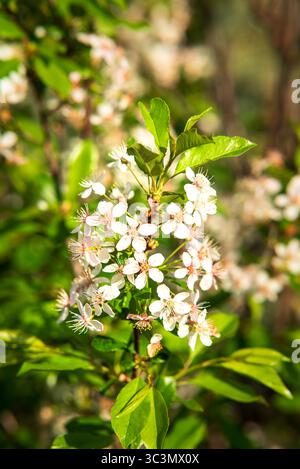 Beautiful white blossoms of the common cherry (Prunus cerasus) bask in warm sunlight, creating a picturesque scene with vibrant green leaves in the ba Stock Photo