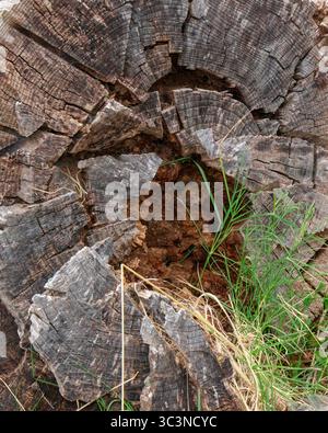 Wood grain of a decaying tree stump is split, with detritus visible in the hollow center. Green grass and dry blades grow on the stump's surface on a Stock Photo
