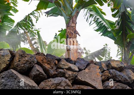 Water-spreading irrigation nozzle on a banana plantation Stock Photo