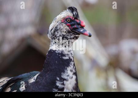 A close-up of a speckled Muscovy duck against a natural background. Stock Photo