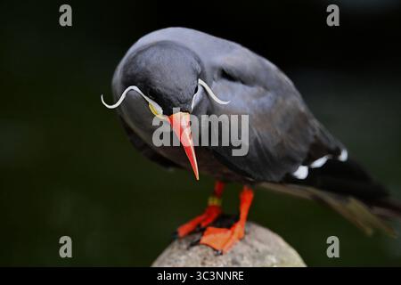 Inkaseeschwalbe,Larosterna inca,Inca tern Stock Photo