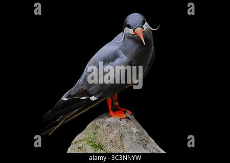 Inkaseeschwalbe,Larosterna inca,Inca tern Stock Photo