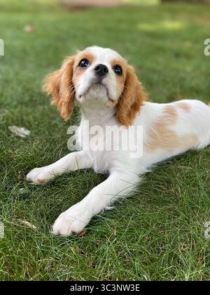 Cavalier King Charles Spaniel Puppy Stock Photo