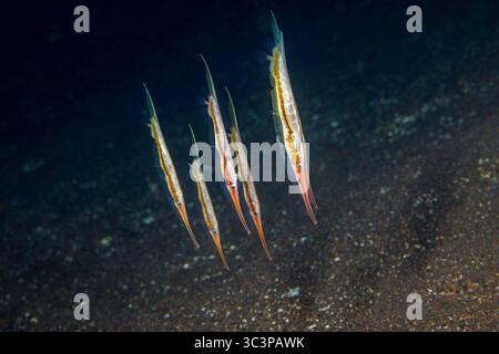 Razor Fish Predators Shrimpfish or Razorfish, Aeoliscus strigatus Stock Photo - Alamy
