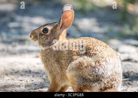 A Brush Rabbit at Oaks Bottom Wildlife Refuge in Portland Oregon Stock Photo