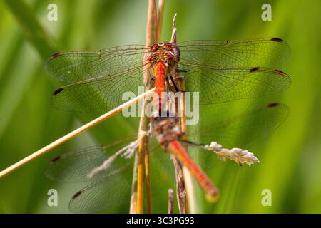 Dragonfly on a blade of grass seen up close Stock Photo - Alamy