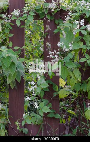 Virgin's Bower, Clematis virginiana, growing on fence Stock Photo