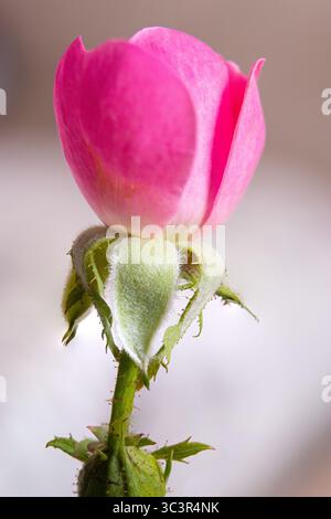 Close-up of a pink rosebud with vibrant petals and green sepals, isolated on a soft blurred background. Stock Photo