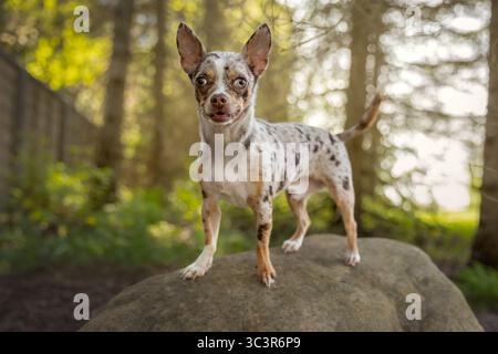 Chihuahua dog standing on a rock in the forest. Stock Photo