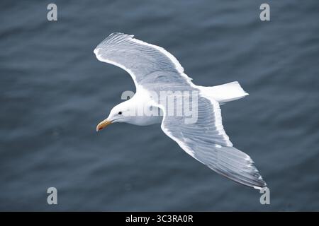 A laughing gull soars gracefully over the cold winter ocean, captured mid‑flight against a muted, overcast sky. The bird’s wings are fully extended Stock Photo