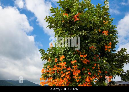 trumpet creeper that grows tall in the sky Stock Photo