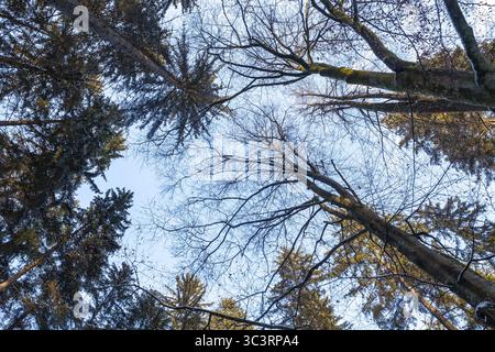 View upwards to snow-covered treetops and a clear sky in a wintry forest upper Kamptal Waldviertel Lower Austria Austria Stock Photo