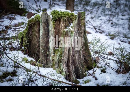 A moss-covered tree stump in a snowy forest with details of rotting Upper Kamptal Waldviertel Lower Austria Austria Stock Photo