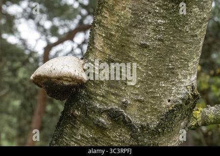 Large birch polypore mushroom growing on the side of a birch tree trunk in a forest setting Stock Photo
