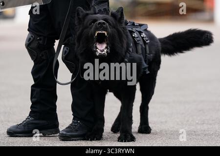 EMBARGOED TO 0001 MONDAY JULY 28 Dogs on site during the launch of a taser trial in the adult male prison estate at the Operational Response & Resilience Unit (ORRU) training site in Kidlington, Oxfordshire. Picture date: Thursday July 24, 2025. Stock Photo