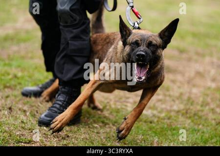 EMBARGOED TO 0001 MONDAY JULY 28 Dogs on site during the launch of a taser trial in the adult male prison estate at the Operational Response & Resilience Unit (ORRU) training site in Kidlington, Oxfordshire. Picture date: Thursday July 24, 2025. Stock Photo