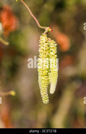Common Hazel (Corylus avellana) male flowers, catkins or lamb's tails, Spring, England, UK Stock Photo