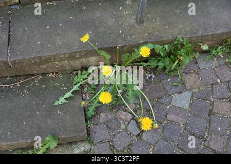 Dandelion. Fighting its way through the cracks in the steps. Stock Photo