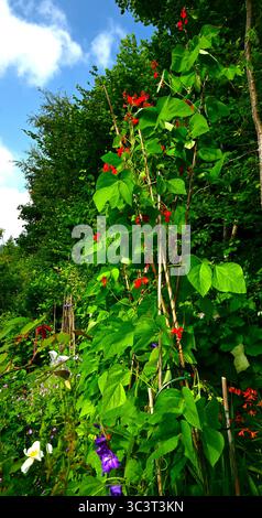 Runner Beans in flower growing on a cane trellis , tall, with trees behind and blue sky in garden setting. Stock Photo