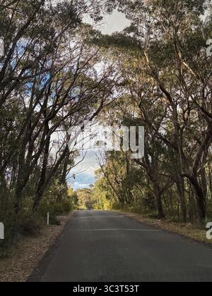A paved road winds through a forest of eucalyptus trees. The trees arch over the road, creating a tunnel-like effect. Sunlight filters through the lea Stock Photo