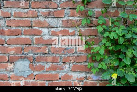 A Real Photographed Red Brick Wall Texture with Dense Green Ivy - 4K'. Highlights intricate details and fine textures. Nature reclaiming. Environment. Stock Photo