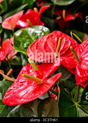 Red Anthurium Flowers with Lush Green Leaves. High-Resolution Floral Background for Stunning Digital Creations, Wallpapers, and Marketing Applications. Vertical Photograph Stock Photo