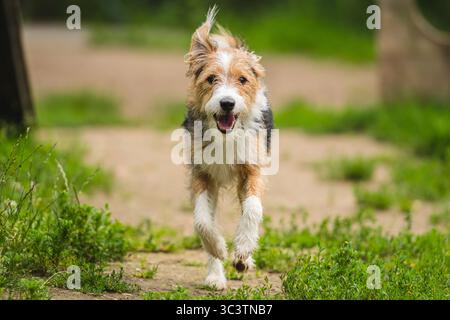 Adorable happy scruffy dog playing and running outdoor on the green grass Stock Photo